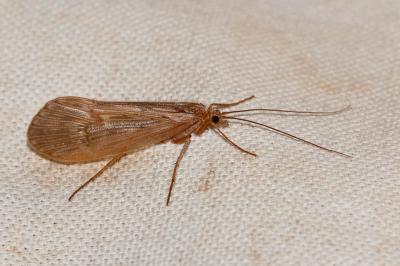  Halesus Stephens, 1837