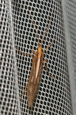  Micropterna Stein, 1874