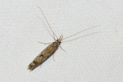  Odontocerum albicorne (Scopoli, 1763)