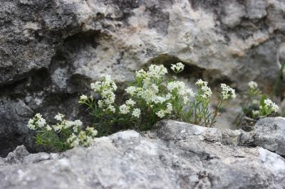 Gaillet à aspect de mousse Galium pusillum L., 1753