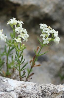 Gaillet à aspect de mousse Galium pusillum L., 1753