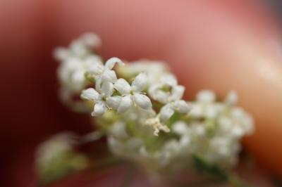 Gaillet à aspect de mousse Galium pusillum L., 1753