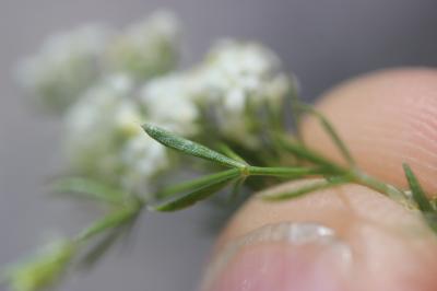 Gaillet à aspect de mousse Galium pusillum L., 1753