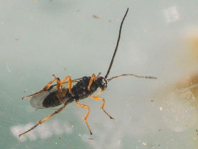  Cotesia glomerata (Linnaeus, 1758)
