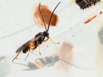  Cotesia glomerata (Linnaeus, 1758)