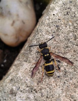 Guêpe maçonne Ancistrocerus parietinus (Linnaeus, 1760)