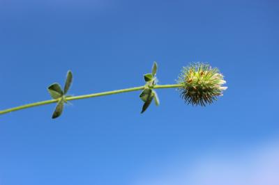 Trèfle fausse-bardane Trifolium lappaceum L., 1753