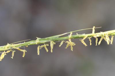 Plumet faux brome, Stipe faux Brome Achnatherum bromoides (L.) P.Beauv., 1812