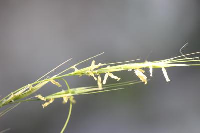 Plumet faux brome, Stipe faux Brome Achnatherum bromoides (L.) P.Beauv., 1812