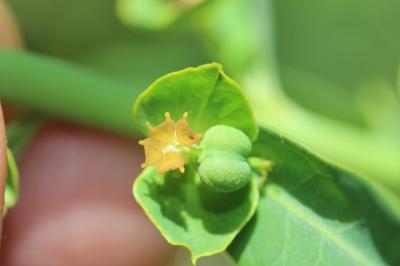 Euphorbe ésule, Euphorbe feuillue, Euphorbe âcre Euphorbia esula L., 1753
