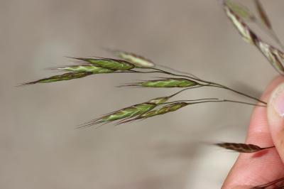 Brome des champs Bromus arvensis L., 1753