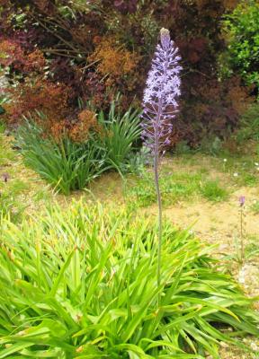 Scille fausse Jacinthe Nectaroscilla hyacinthoides (L.) Parl., 1854