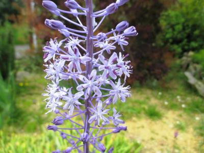 Scille fausse Jacinthe Nectaroscilla hyacinthoides (L.) Parl., 1854