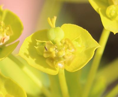 Euphorbe de Séguier Euphorbia seguieriana Neck., 1770