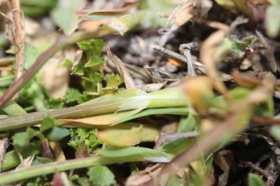 Pâturin bulbeux Poa bulbosa L., 1753