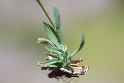 Pâturin bulbeux Poa bulbosa L., 1753