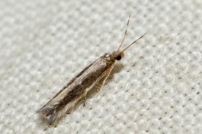  Hydroptilidae Stephens, 1836