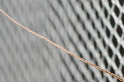  Odontocerum albicorne (Scopoli, 1763)