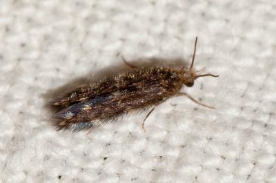  Hydroptilidae Stephens, 1836