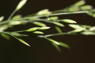Pâturin des bois, Pâturin des forêts Poa nemoralis L., 1753