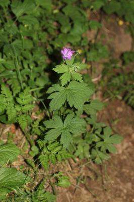 Géranium des bois, Pied-de-perdrix Geranium sylvaticum L., 1753
