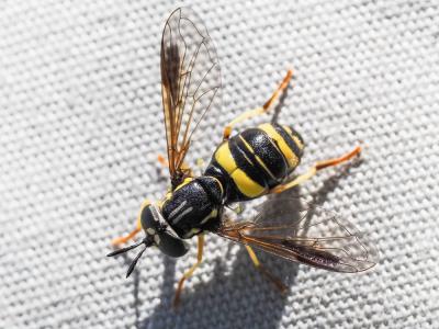  Chrysotoxum bicinctum (Linnaeus, 1758)