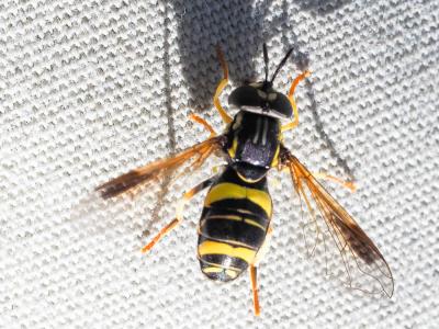  Chrysotoxum bicinctum (Linnaeus, 1758)