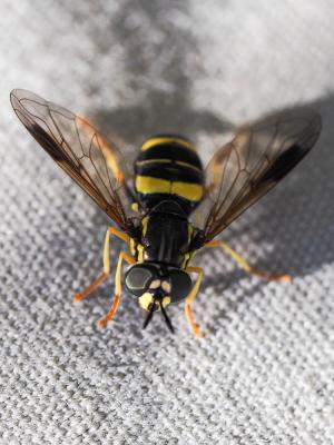  Chrysotoxum bicinctum (Linnaeus, 1758)