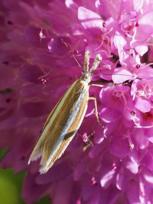  Pleurota aristella (Linnaeus, 1767)