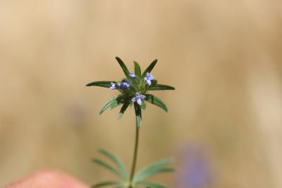 Aspérule des champs, Petite Râpette Asperula arvensis L., 1753