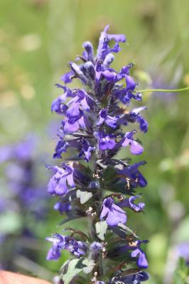 Bugle de Genève Ajuga genevensis L., 1753