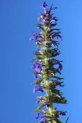 Bugle de Genève Ajuga genevensis L., 1753