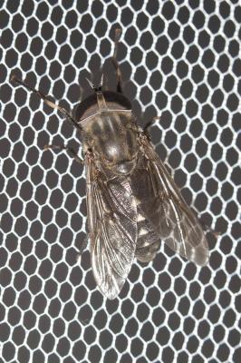  Tabanus Linnaeus, 1758