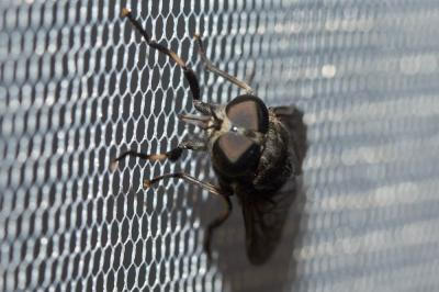  Tabanus Linnaeus, 1758
