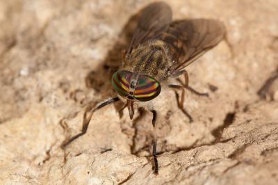  Tabanus glaucopis Meigen, 1820