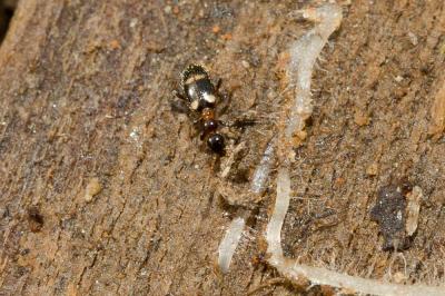  Leptaleus rodriguesi (Latreille, 1804)