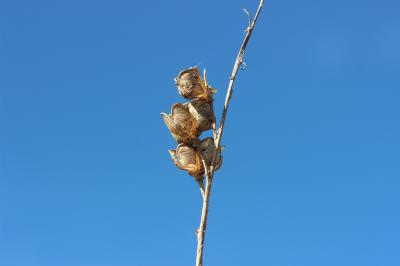 Dipcadi tardif Dipcadi serotinum (L.) Medik., 1790