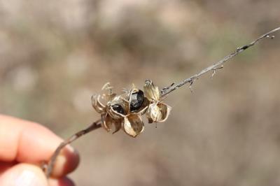Dipcadi tardif Dipcadi serotinum (L.) Medik., 1790