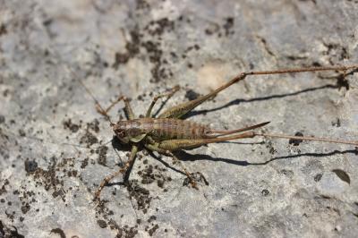 Decticelle annelée Rhacocleis annulata Fieber, 1853