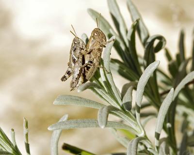 Criquet pansu Pezotettix giornae (Rossi, 1794)