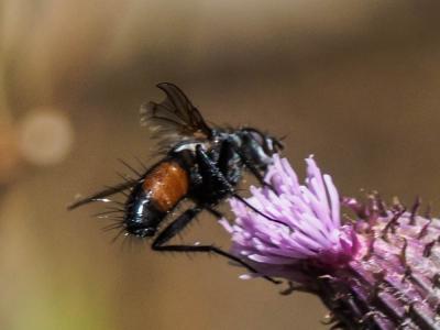  Eriothrix rufomaculatus (De Geer, 1776)