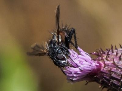  Eriothrix rufomaculatus (De Geer, 1776)