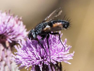  Eriothrix rufomaculatus (De Geer, 1776)