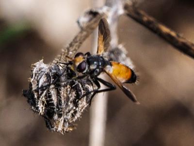  Cylindromyia rufifrons (Loew, 1844)