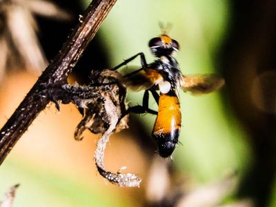  Cylindromyia rufifrons (Loew, 1844)