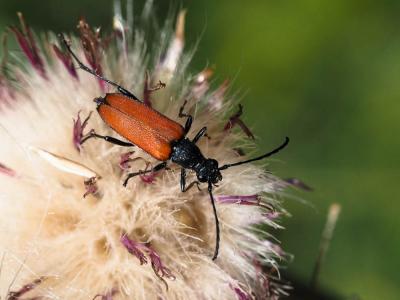 Lepture rouge sang Anastrangalia sanguinolenta (Linnaeus, 1760)