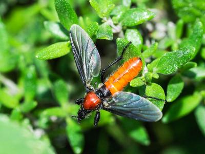 Bibion de S. Marc rouge Bibio hortulanus (Linnaeus, 1758)