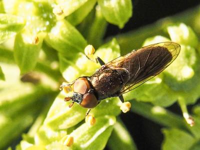  Riponnensia splendens (Meigen, 1822)