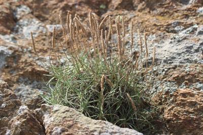 Plantain caréné, Plantain recourbé Plantago holosteum Scop., 1771