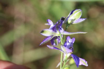 Dauphinelle des jardins Delphinium ajacis L., 1753